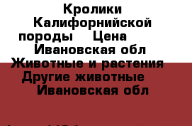 Кролики Калифорнийской породы  › Цена ­ 350 - Ивановская обл. Животные и растения » Другие животные   . Ивановская обл.